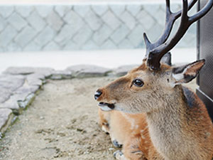 虚空を見つめる鹿